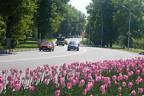 Цветут тюльпаны у дороги